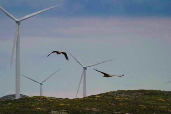 a pair of eagles soaring over a grassy hill, three wind turbines are in the background