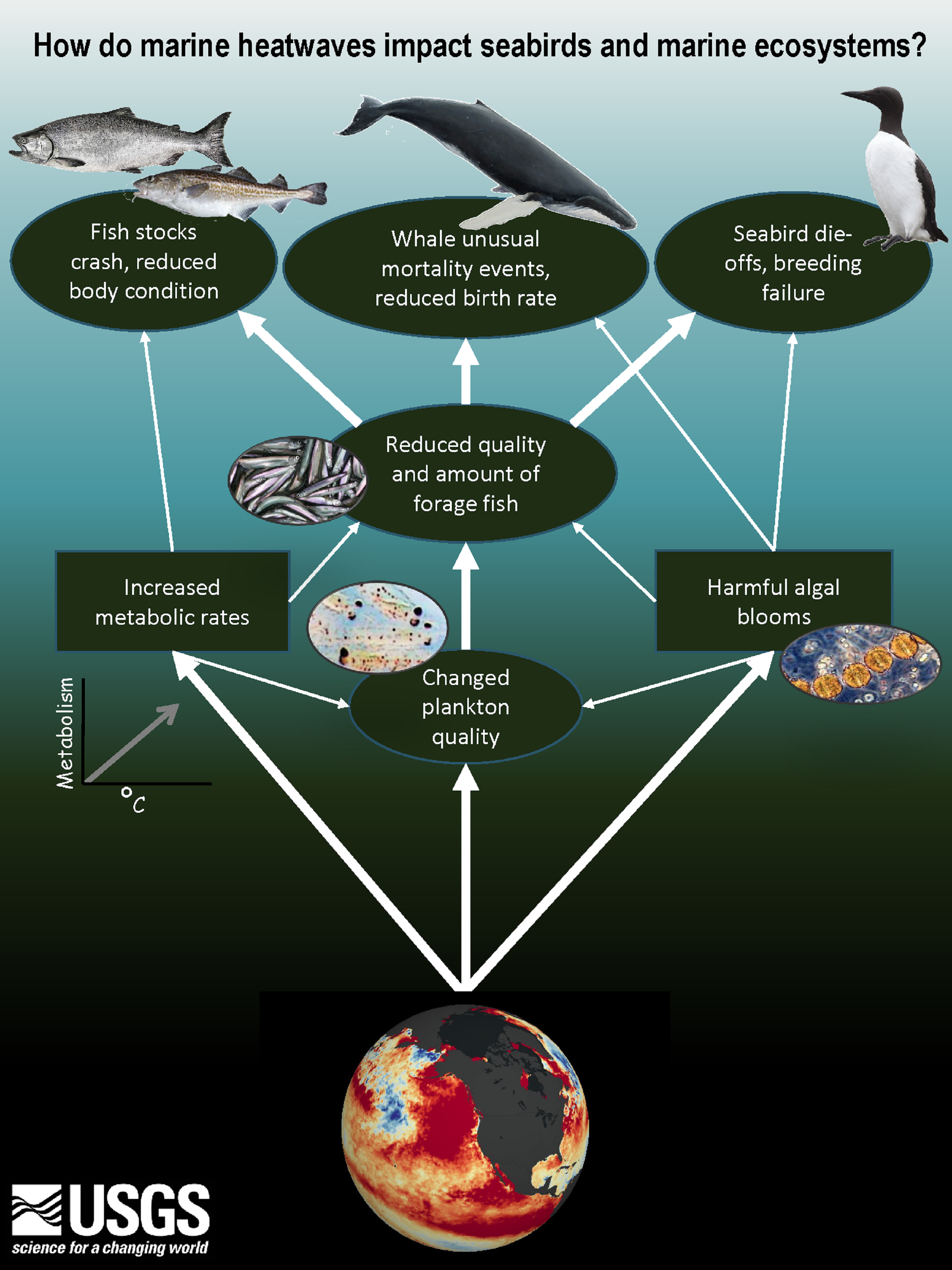 Infographic describing the effects of North Pacific marine heatwave on seabirds