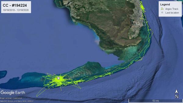 A map of South Florida and the Florida keys with yellow lines showing satellite locations of a sea turtle over time