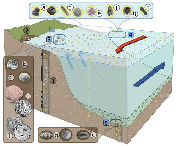 An illustration of a generalized Mid-Piacenzian marine environment 