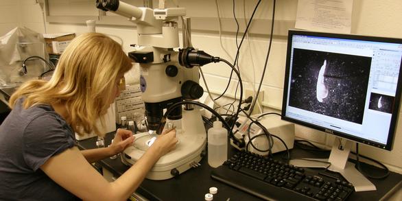 Image: Using a Microscope to Identify Larval Fish