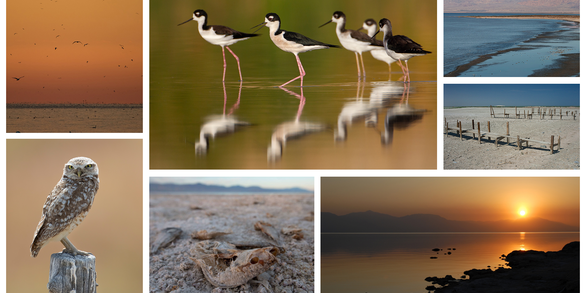 A collage of images depicts shoreline habitat and wildlife that use the Salton Sea area