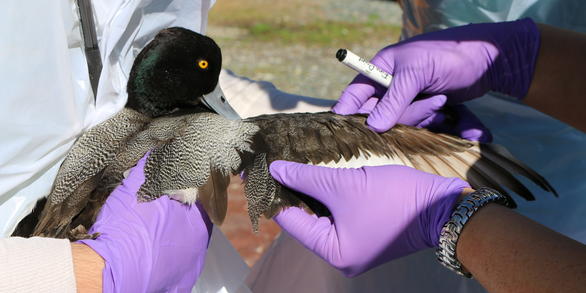 Lesser Scaup