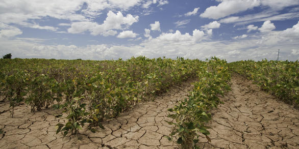 Soybeans showing the effects of drought near Navasota, TX