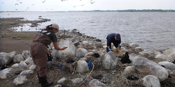 NDV Study in cormorants