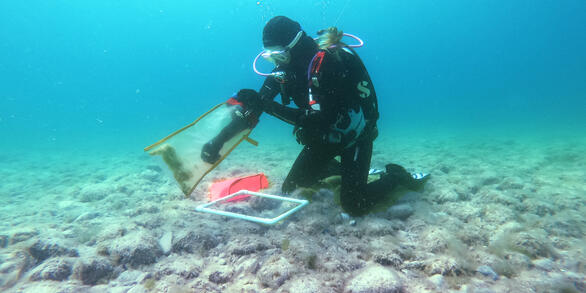 Diver Collecting Cladophora in Lake Michigan