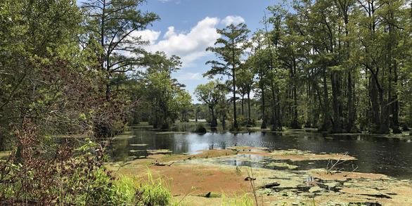 Lassiter Swamp, North Carolina