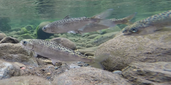 Juvenile Chinook salmon