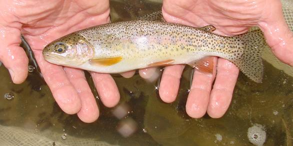 2 wet hands holding a speckled fish above water