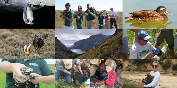 Image collage of USGS Ecosystems Mission Area scientists in the field.