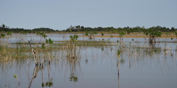 Interior marshes are experiencing increases in salinity and marsh habitat has been overtaken by encroaching mangroves