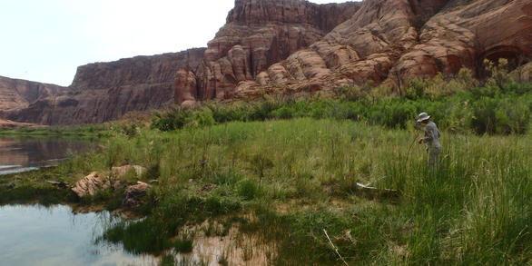 Dense riparian vegetation in Glen Canyon, downstream of Glen Canyon Dam.