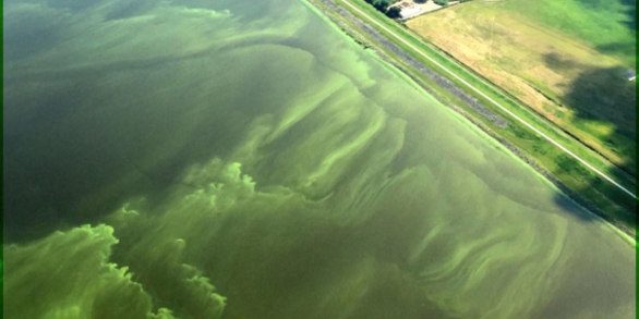 Do synthetic organophosphorus chemicals exacerbate harmful algal blooms