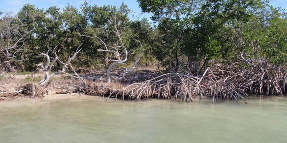 Mangroves on the outside of a playa in Florida Bay