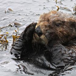 Image: Sea Otter Ready for a Nap