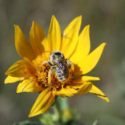 Image: Native Bee Pollinates Native Flower