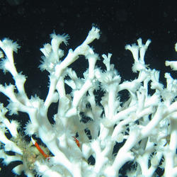 Image: Deep-Sea, Cold Water Coral