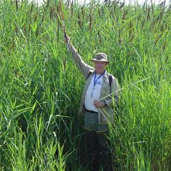 Image: Invasive Phragmites australis