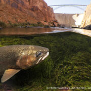 A rainbow trout swims in aquatic vegetation below the water surface in Colorado River with Glen Canyon Dam in the distance