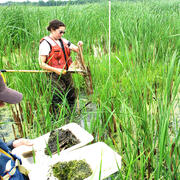 Four researchers collecting macroinvertebrate samples in a wetland