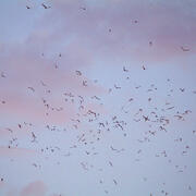 Bats flying in a blue sky with clouds at dusk