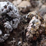 Biological soil crusts with lichens, mosses, and cyanobacteria