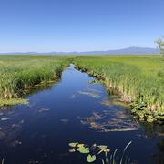 Looking down a narrow blue strip of river going through dense marsh vegetation. Blue sky day.