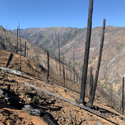 Photo of a wildfire-burned hillside in California