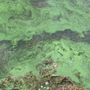 Cyanobacteria accumulation on shore of Williamson Reservoir