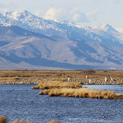 Several birds flying low over a wetland. Mountains in the background.