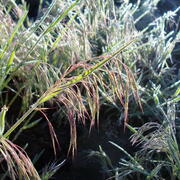 Cheatgrass on a frosty morning