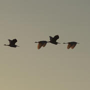 Shadowy figure of birds flying through golden dusk lit cloudy sky