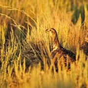 photo of a female greater sage-grouse in a golden-yellow field of grass