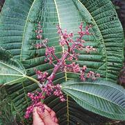 A large, dark leaf of an invasive miconia with its purple fruits.