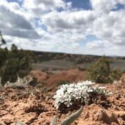 Small white flowers growing in dry landscape