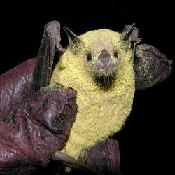 Pollinating bat. Courtesy Ami Pate, National Park Service