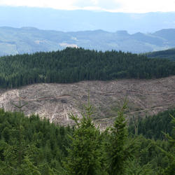 Logging in the Sierra Nevada Mountains