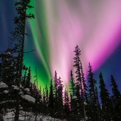 green and pink lights in the night sky with pine trees in foreground