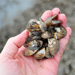 Quagga Mussels