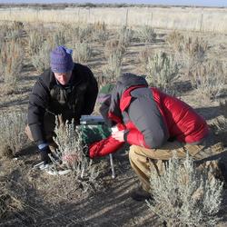 two scientists working in a sagebrush experimental plot