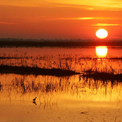 Sunrise on a coastal marsh