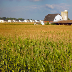 Corn field in front of barn, silo, and houses 