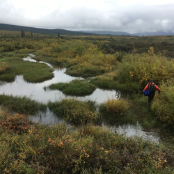 Scientist walking up the Akilik River with a minnow trap to catch fish