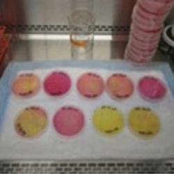 Multiple Petri dishes with various water samples monitoring showing color differences for antibiotic resistance.