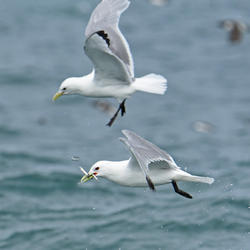 2 Black-legged Kittiwakes, one captured Pacific sand lance