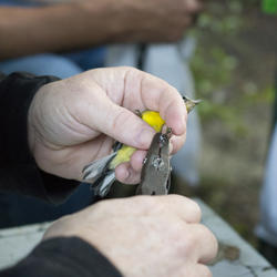  Bird being banded with a USGS federal band at BBL fall migration monitoring station