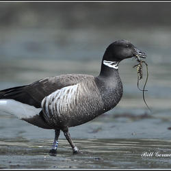 Banded Black Brant foraging 