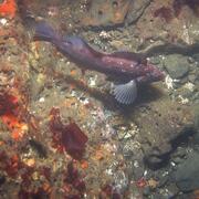 Fish on seafloor, Offshore Northern California