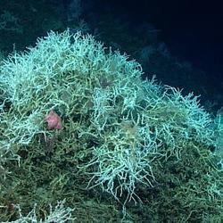 Colonies of the deep-sea coral Lophelia pertusa off the coast of South Carolina