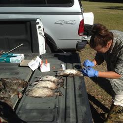 Dr. Prosser taking samples